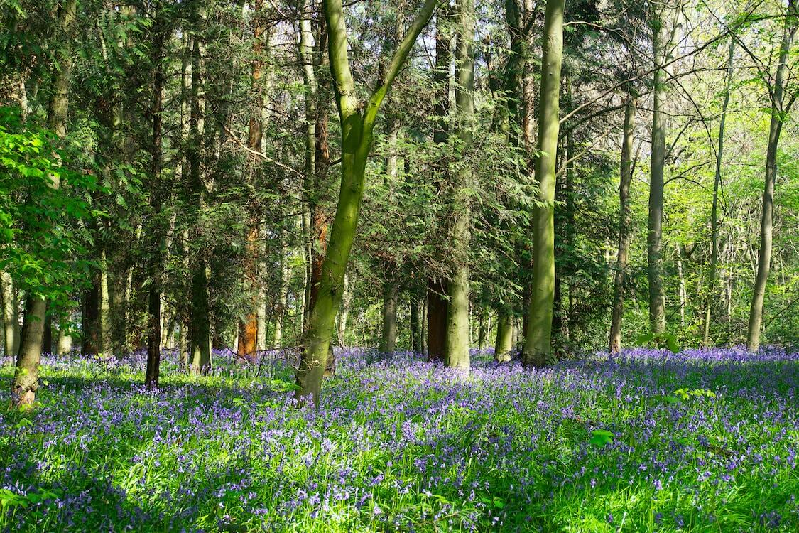 a woodland with bluebells growing